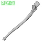 DV15-101 Homo sapiens ulna left ply