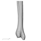 DV15-101 Homo sapiens ulna left distal lateral