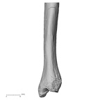 DV15-101 Homo sapiens ulna left distal medial