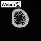 DV15-101 Homo sapiens ulna left distal ct stack movie