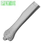 DV15-101 Homo sapiens ulna left distal ply