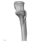 DV15-101 H. sapiens ulna left proximal
