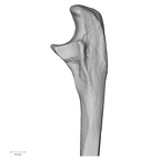 DV15-101 Homo sapiens ulna left proximal lateral