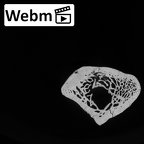 DV15-101 Homo sapiens ulna left proximal ct stack movie