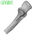 DV15-101 Homo sapiens ulna left proximal ply