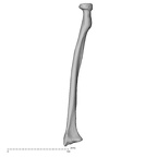 DV15-102 Homo sapiens radius right anterior