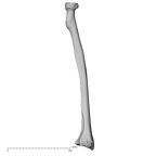 DV15-102 Homo sapiens radius right posterior
