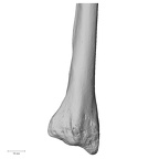 DV15-102 Homo sapiens radius right distal posterior