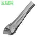 DV15-102 Homo sapiens radius right distal ply