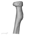 DV15-102 Homo sapiens radius right proximal anterior