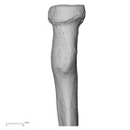 DV15-102 H. sapiens radius right proximal