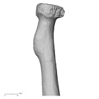 DV15-102 Homo sapiens radius right proximal posterior
