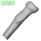 DV15-102 Homo sapiens radius right proximal ply