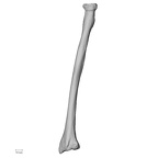 DV15-103 Homo sapiens radius left posterior