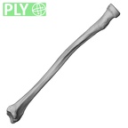 DV15-103 Homo sapiens radius left ply