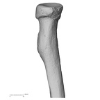 DV15-103 Homo sapiens radius left proximal anterior