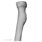 DV15-103 Homo sapiens radius left proximal posterior