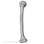 DV15-98 Homo sapiens humerus right anterior