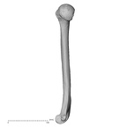 DV15-98 Homo sapiens humerus right medial