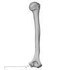 DV15-98 H. sapiens humerus right