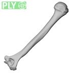 DV15-98 Homo sapiens humerus right ply