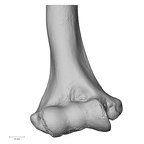 DV15-98 Homo sapiens humerus right distal anterior