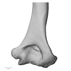 DV15-98 H. sapiens humerus right distal