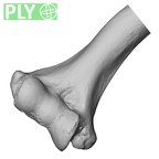 DV15-98 Homo sapiens humerus right distal ply
