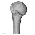 DV15-98 Homo sapiens humerus right proximal medial