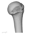 DV15-98 Homo sapiens humerus right proximal posterior