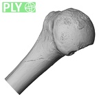 DV15-98 Homo sapiens humerus right proximal ply