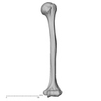 DV15-99 Homo sapiens humerus left anterior