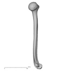 DV15-99 Homo sapiens humerus left medial