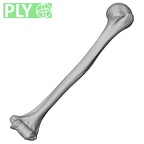 DV15-99 Homo sapiens humerus left ply