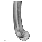 DV15-99 Homo sapiens humerus left distal medial