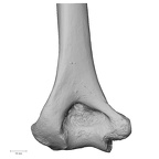 DV15-99 H. sapiens humerus left distal
