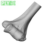 DV15-99 Homo sapiens humerus left distal ply