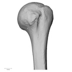 DV15-99 Homo sapiens humerus left proximal anterior