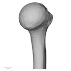 DV15-99 Homo sapiens humerus left proximal medial