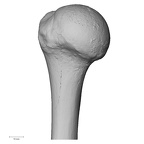 DV15-99 Homo sapiens humerus left proximal posterior