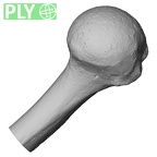 DV15-99 Homo sapiens humerus left proximal ply
