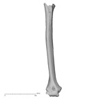 DV16-59 Homo sapiens humerus right anterior
