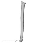 DV16-59 Homo sapiens humerus right medial