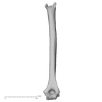 DV16-59 H. sapiens humerus right