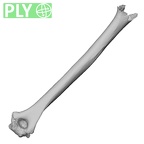 DV16-59 Homo sapiens humerus right ply