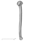 DV16-60 Homo sapiens humerus left medial