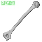DV16-60 Homo sapiens humerus left ply