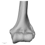 DV16-60 Homo sapiens humerus left distal anterior