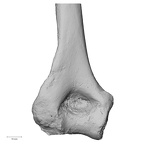 DV16-60 Homo sapiens humerus left distal posterior