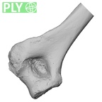 DV16-60 Homo sapiens humerus left distal ply